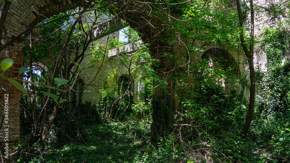 Naklejka premium The remains of old building, overgrown with ivy, shrubs and trees. Georgia country. Kutaisi city
