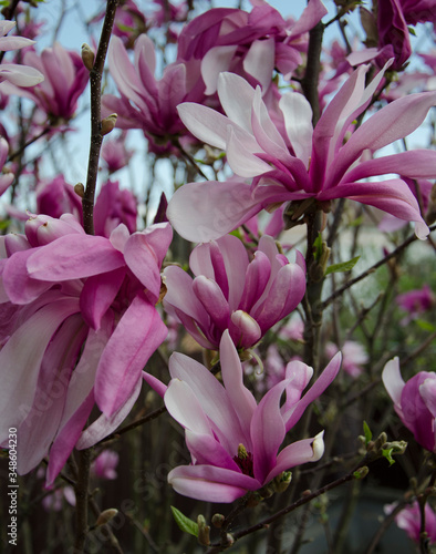 magnolia