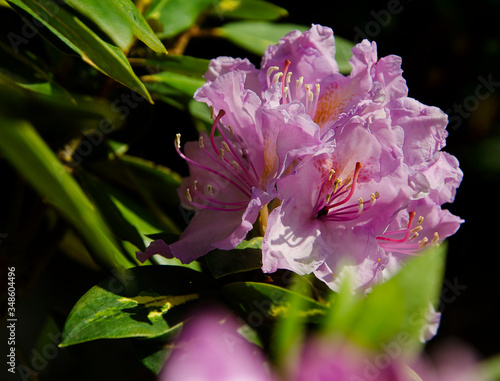 pink rhododendron flower