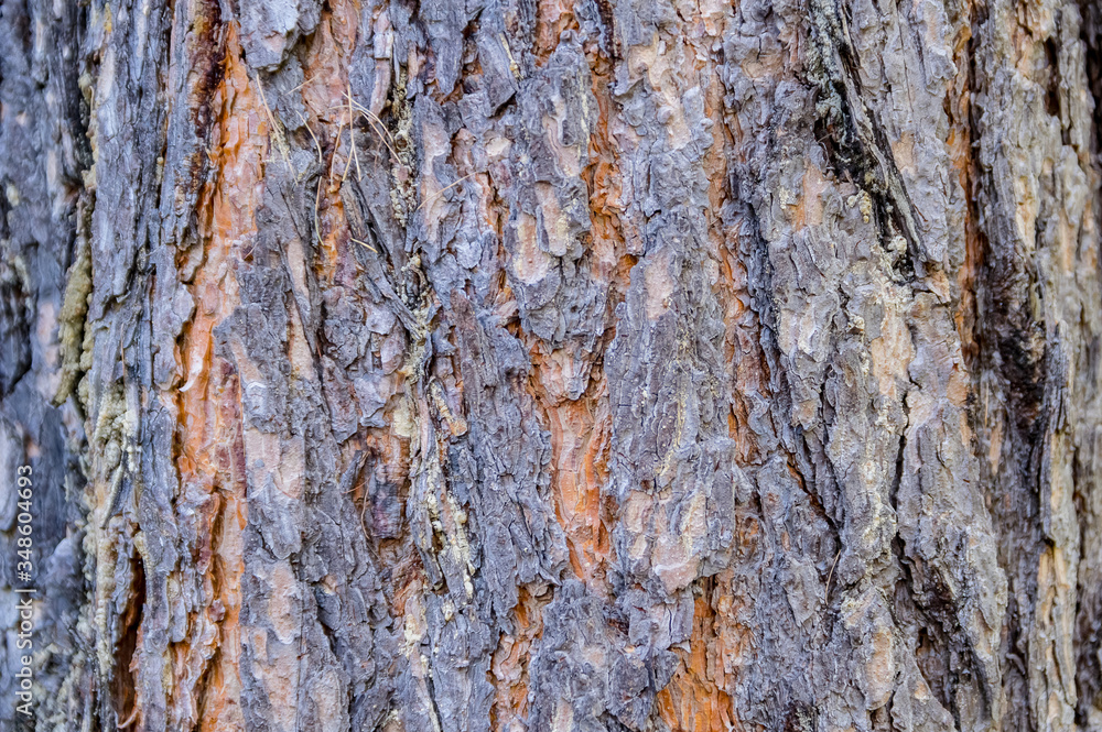 Background image of the bark of a coniferous tree
