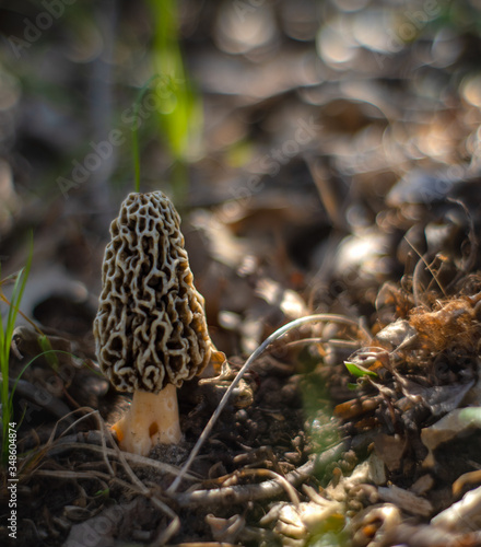 Morel mushroom in a forest with soft sunlight and shallow depth of field