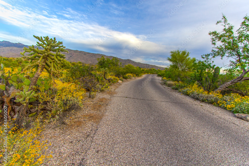 Scenic Desert Drive Through Saguaro National Park In Arizona. 