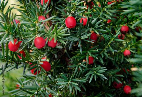 Fotografie yew poison tree of death