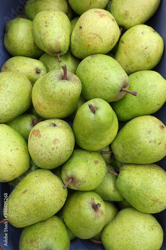 Freshly picked organic, tasty, and healthy green pear fruits