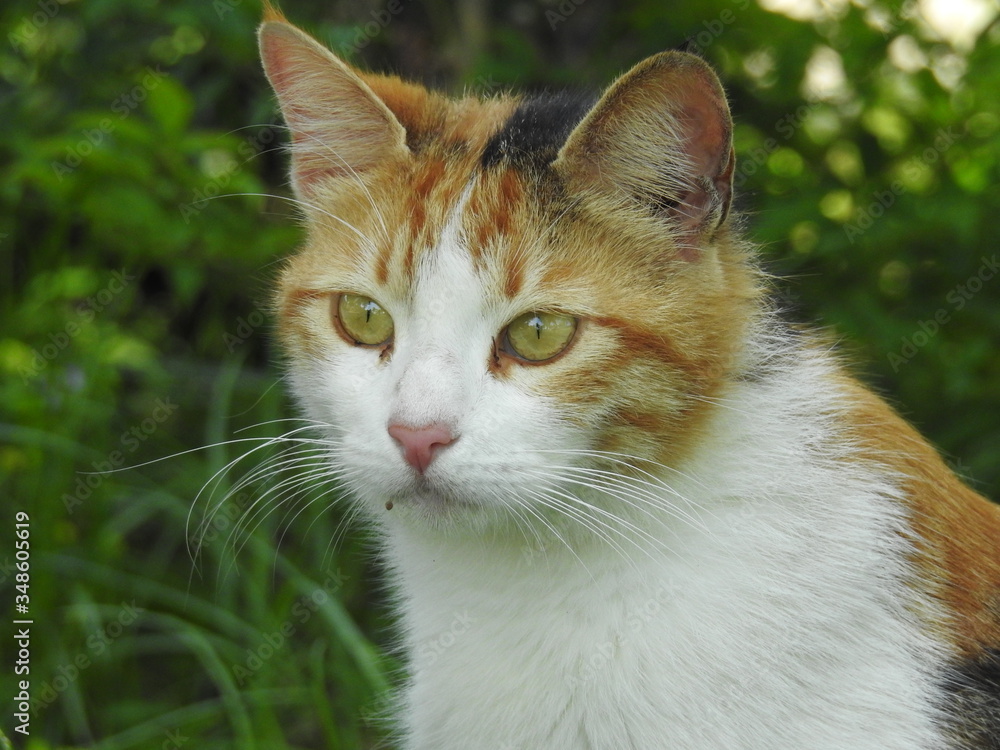 cat, animal, pet, kitten, cute, domestic, feline, fur, portrait, eyes, nature, green, kitty, white, mammal, eye, pets, young, grass, face, adorable, animals, tabby, looking, cat, animal, pet, kitten, cute, domestic, feline, fur, portrait, eyes, nature, green, kitty, white, mammal, eye, pets, young, grass, face, adorable, animals, tabby, looking,
