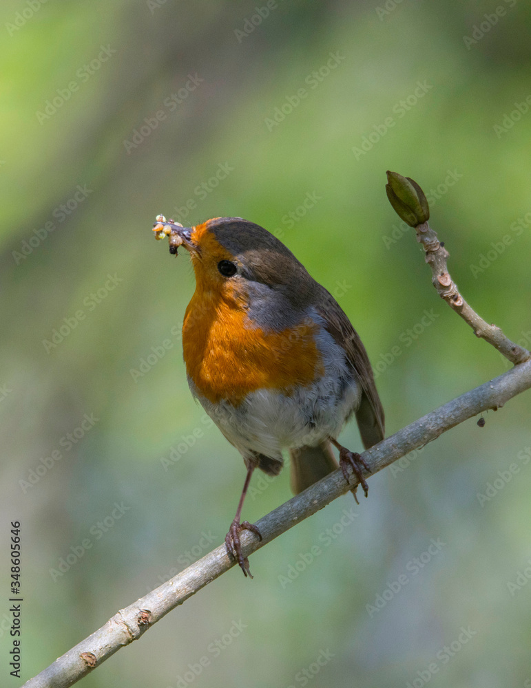 Robin on a branch in a park in the district Bromma in Stockholm Robin on a branch in a park in the district Bromma in Stockholm