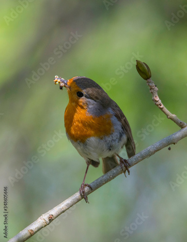 Robin on a branch in a park in the district Bromma in Stockholm © Hans Baath