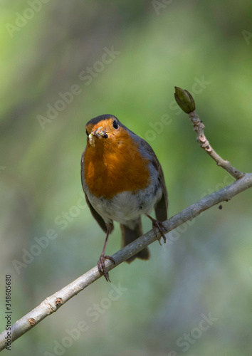 Robin on a branch in a park in the district Bromma in Stockholm