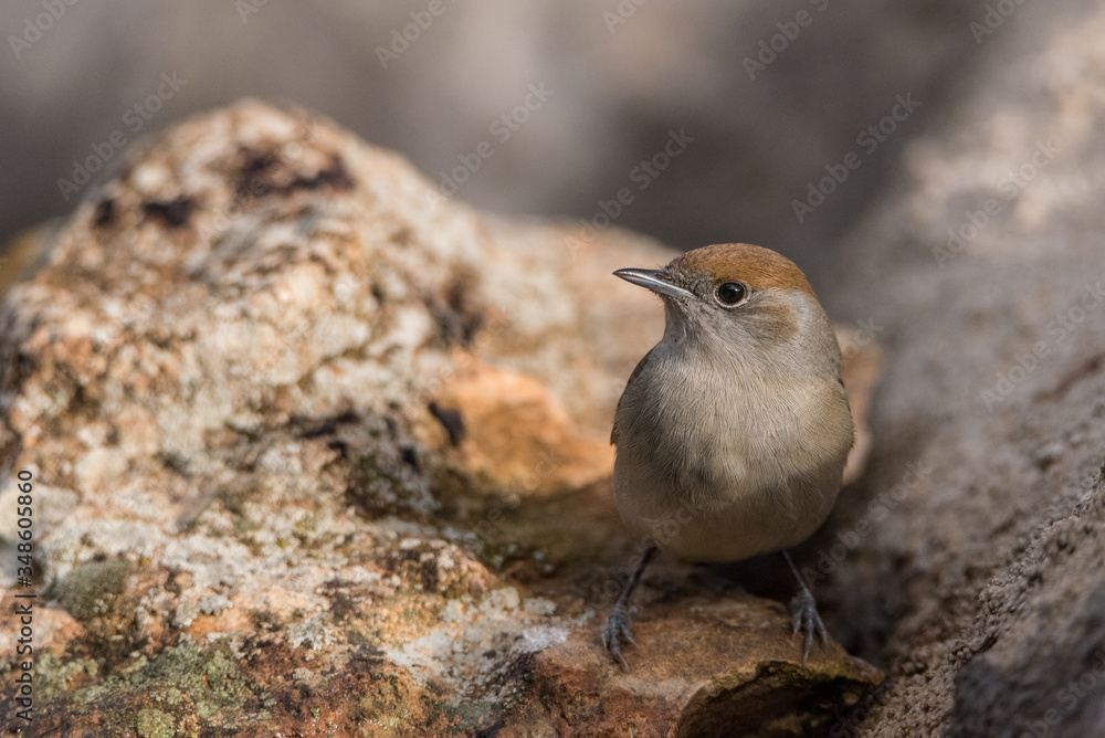 Curruca capirotada (Sylvia atricapilla) Curruca capirotada (Sylvia atricapilla)