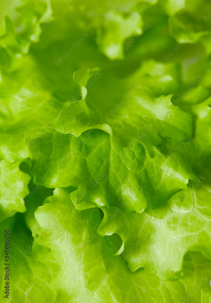 fresh lettuce fresh lettuce