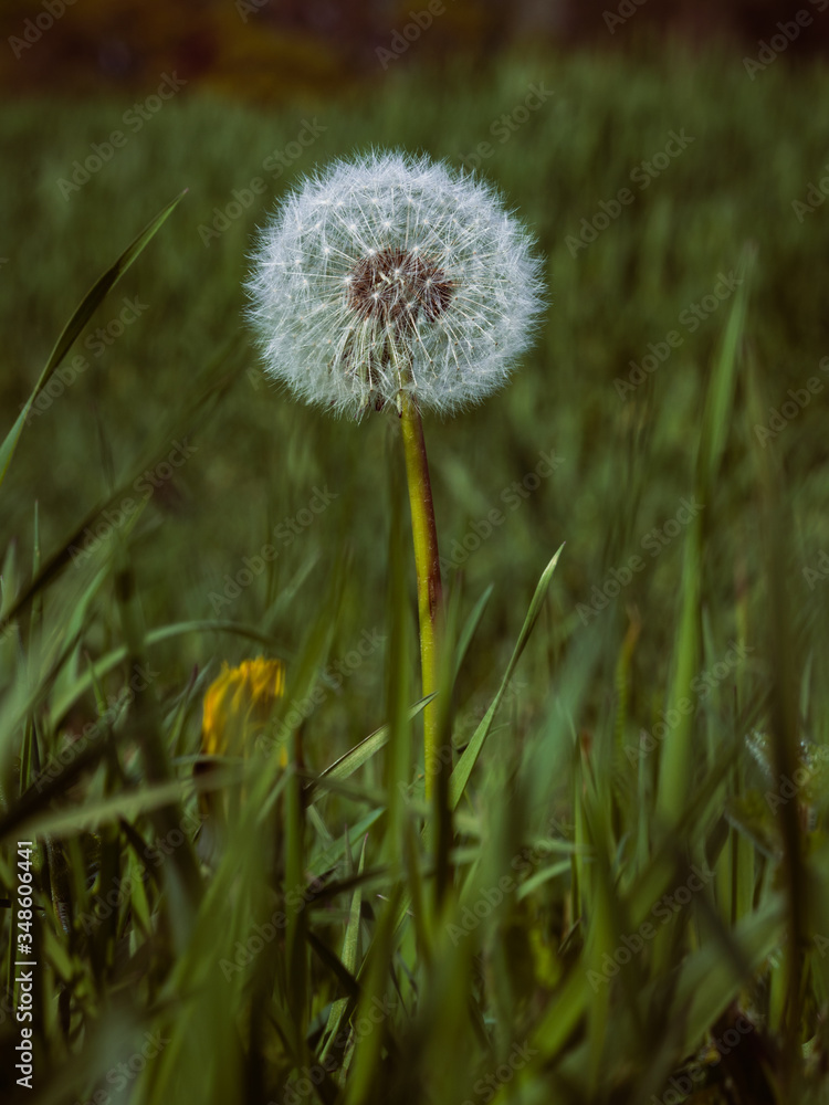 Pusteblume