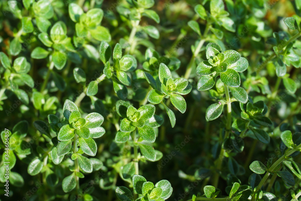 fresh green thyme leaves fresh green thyme leaves