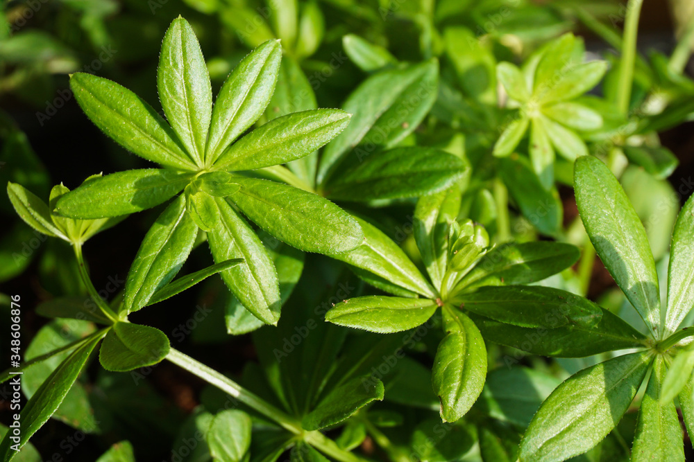 Fresh Galium odoratum leaves, commonly called woodruff Fresh Galium odoratum leaves, commonly called woodruff