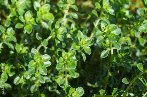 Wallpaper Mural fresh green thyme leaves Torontodigital.ca