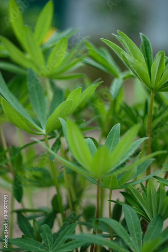 Wallpaper Mural close up of green leaves Torontodigital.ca