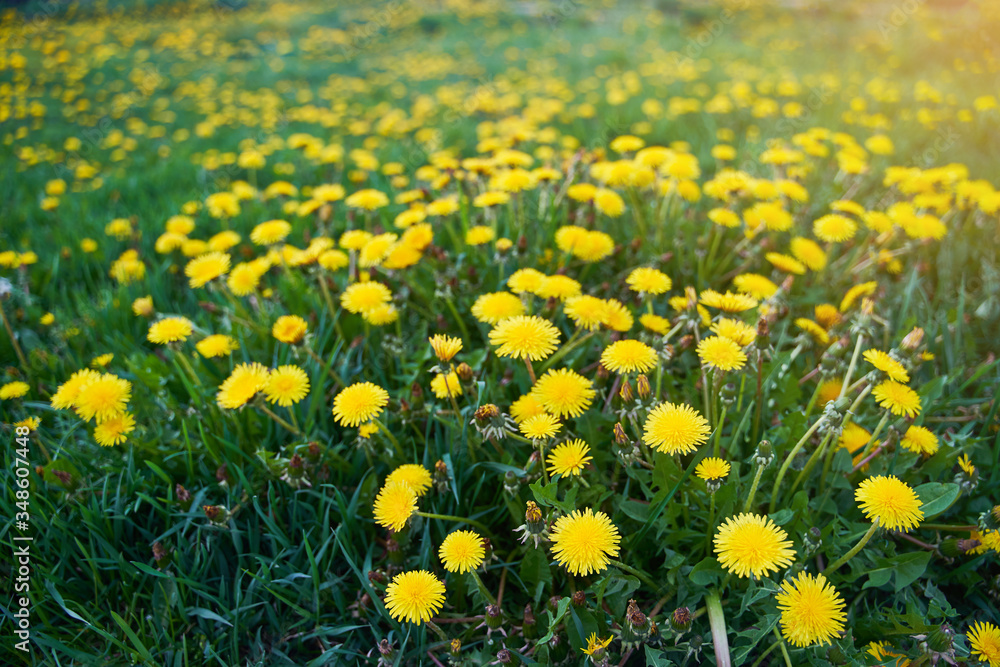 A field with bright yellow dandelions. Yellow flowers.