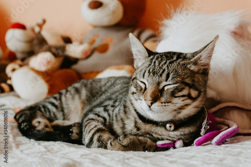 Cute tabby cat sleeping on a bed selective focus