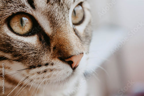 Closeup cute grey cat face with selective focus
