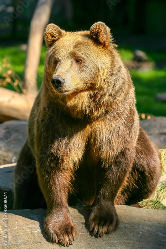 Big Brown Bear portrait, walking in the sun