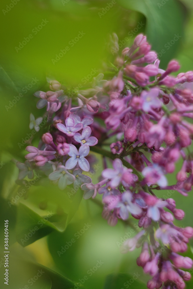 Obraz premium lilac flowers in the garden
