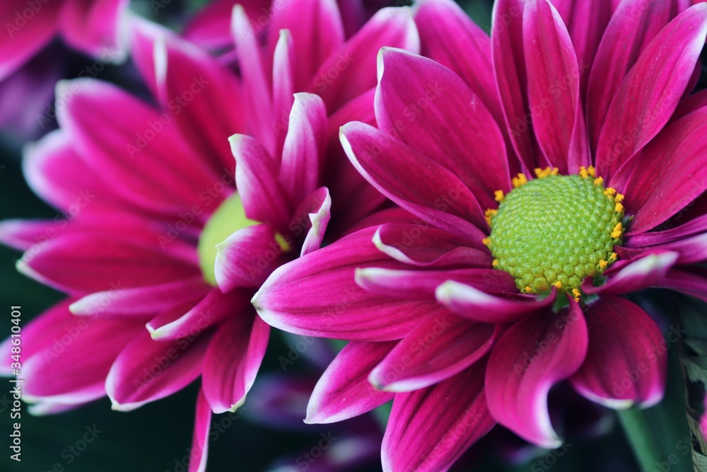 Sommeraster in Purpur in der Nahaufnahme 