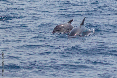 Dolphins swimming free