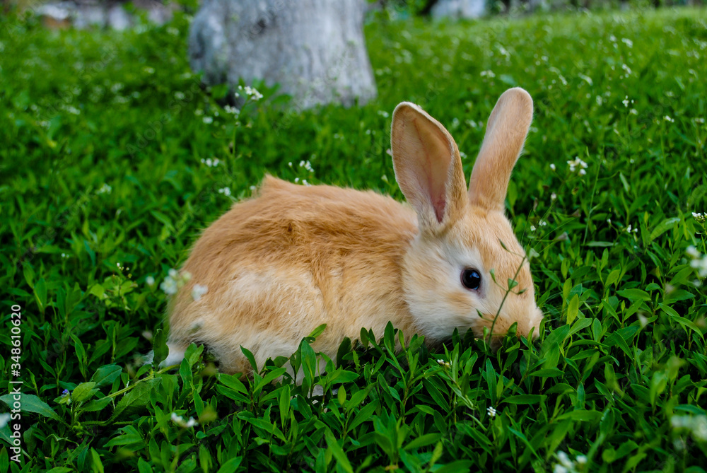 A little rabbit is sitting in the green grass. A little rabbit is sitting in the green grass.