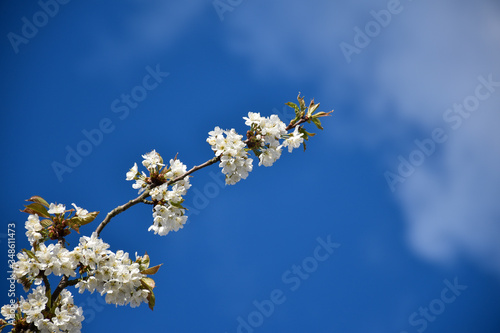 Twig with beautiful white cherry blossom
