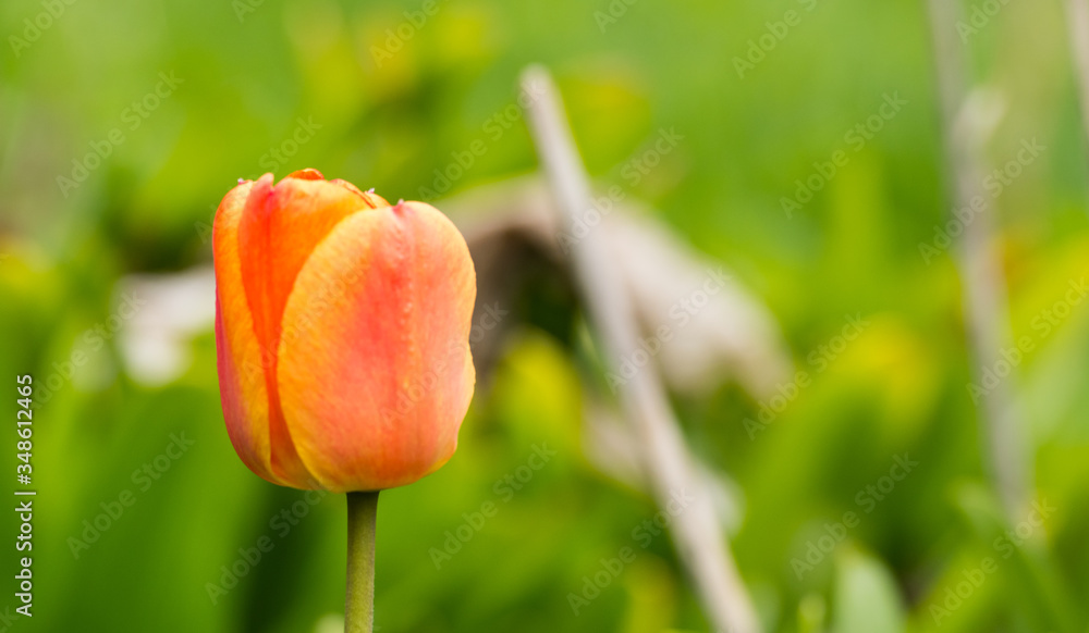 Red tulip on a green background in spring Red tulip on a green background in spring