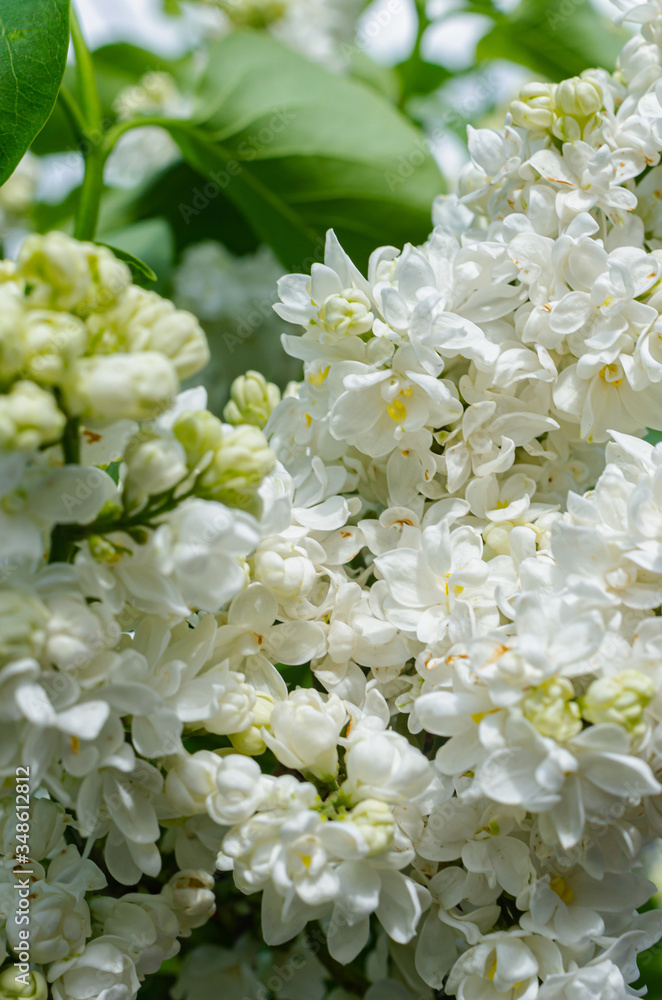 Beautiful Lush fresh bunch of white lilac on a bush in the garden near the house. Garden bush, spring flowering, fresh aroma. Beautiful Lush fresh bunch of white lilac on a bush in the garden near the house. Garden bush, spring flowering, fresh aroma.