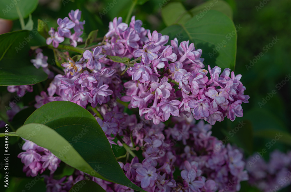 Magnificent fresh bunch of purple lilac on the bush. Garden bush, spring flowering, fresh aroma. Selective soft focus, shallow depth of field.