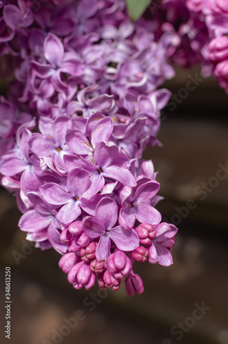 Magnificent fresh bunch of purple lilac on the bush. Garden bush  spring flowering  fresh aroma. Selective soft focus  shallow depth of field.