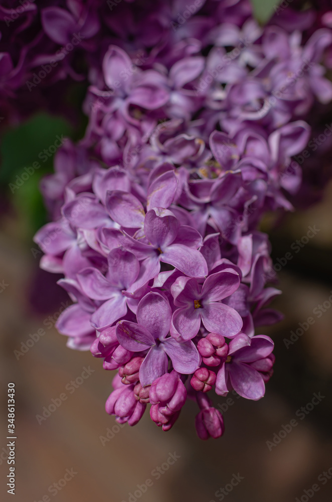 Magnificent fresh bunch of purple lilac on the bush. Garden bush, spring flowering, fresh aroma. Selective soft focus, shallow depth of field. Magnificent fresh bunch of purple lilac on the bush. Garden bush, spring flowering, fresh aroma. Selective soft focus, shallow depth of field.