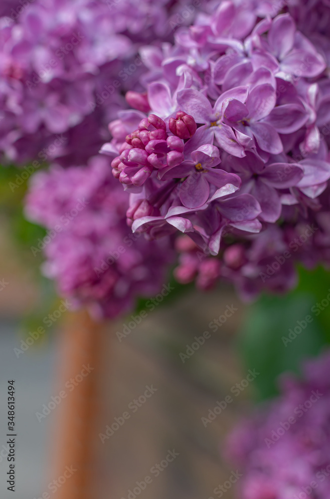 Obraz premium Magnificent fresh bunch of purple lilac on the bush. Garden bush, spring flowering, fresh aroma. Selective soft focus, shallow depth of field.