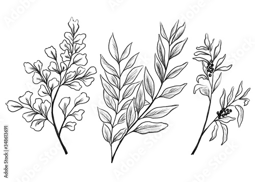 Fototapeta Naklejka Na Ścianę i Meble -  Set of outline botanical illustration. Contur branches and leaves.
