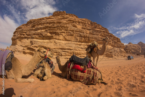 Camels in the martian land in the Wadi Rum