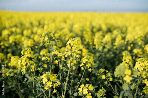 yellow spring flowers against blue sky © Ann