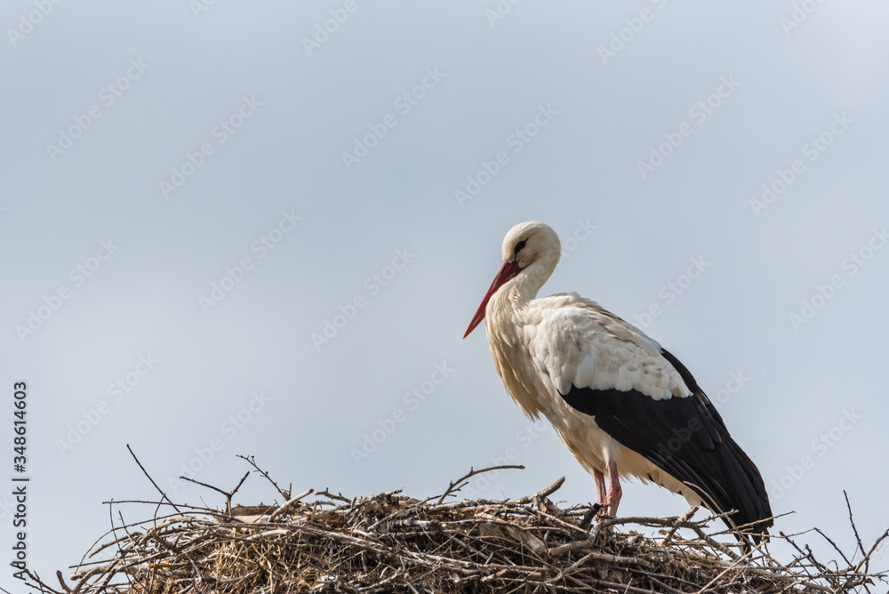 Fototapeta premium Cigüeña (Ciconia ciconia)