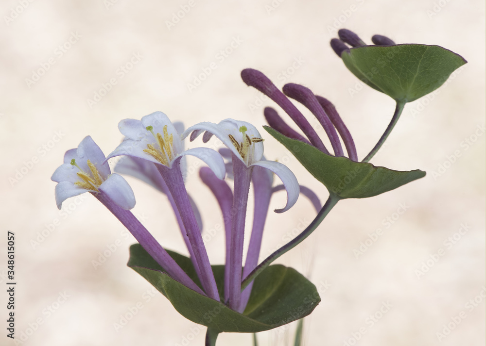 Naklejka premium Lonicera implexa species of honeysuckle with elongated purple pink and white flowers with double leaves on the stem on light brown background