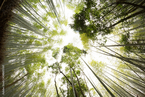 Tall and beautiful bamboo trees 