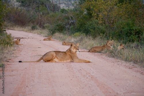Pride of lions lying on the road of Kruger © Lennjo