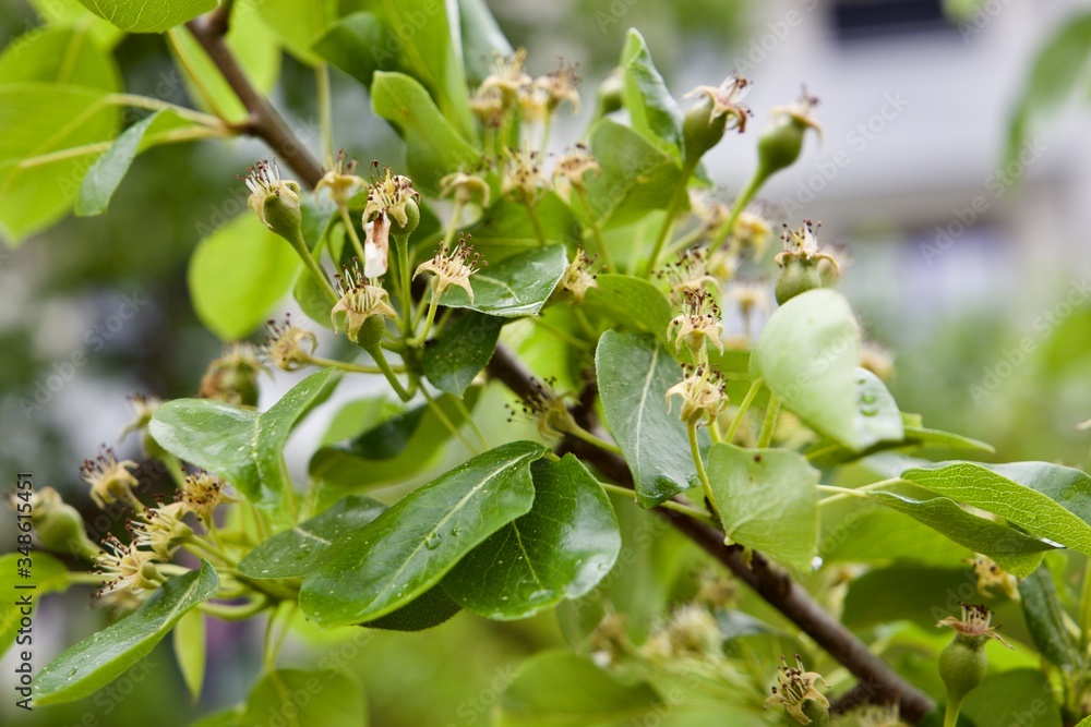 Muskatellabirne Fruchtansatz (mit nicht befruchteten Blüten)