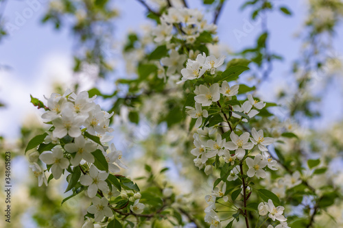 Apple tree flowers on sunny spring day.