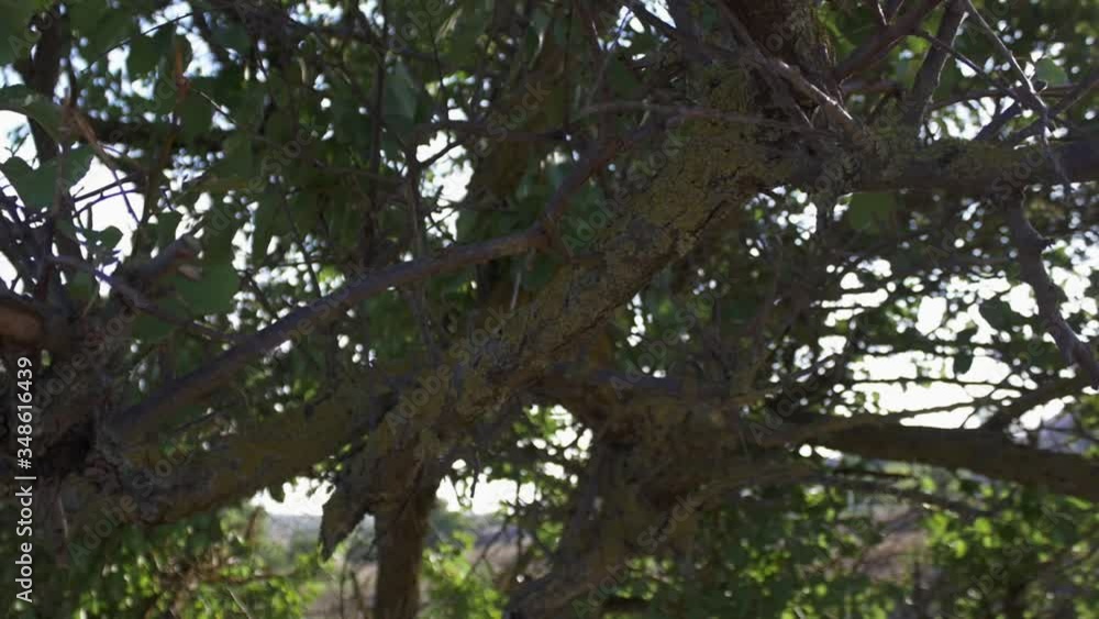 Panoramic plan through a tree with green moss on the branches. slight sun exposure through the lens Panoramic plan through a tree with green moss on the branches. slight sun exposure through the lens