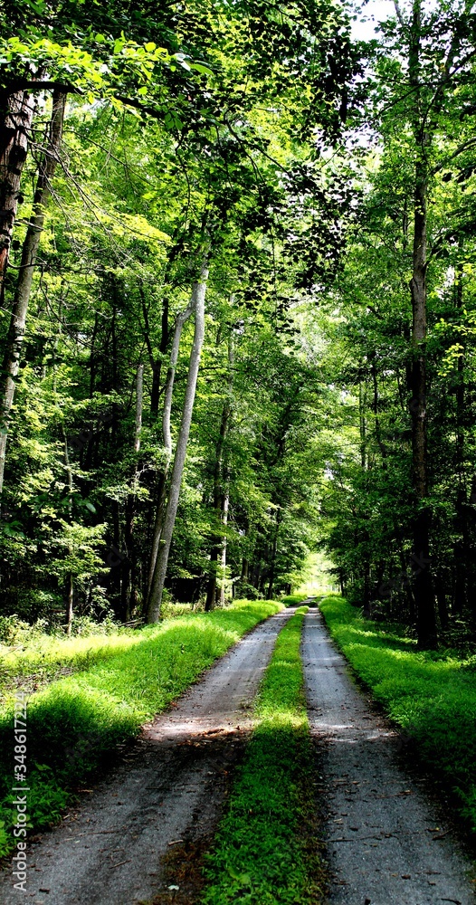 Obraz premium Path in green forest