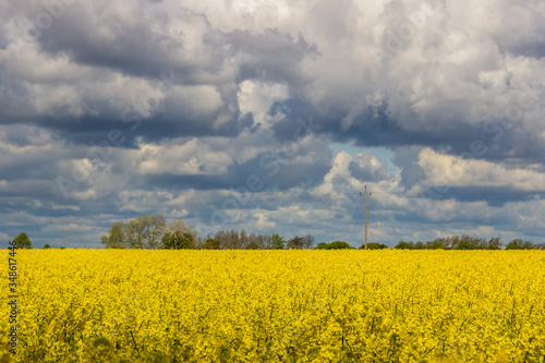 heavy clouds in the blue sky above the rape field