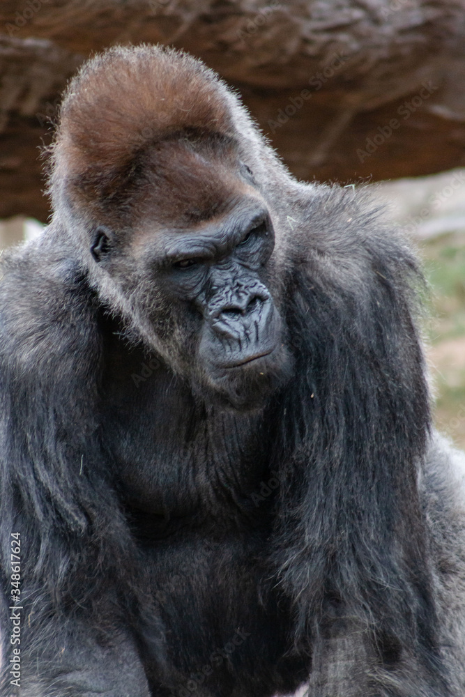 Gorilla Gorilla