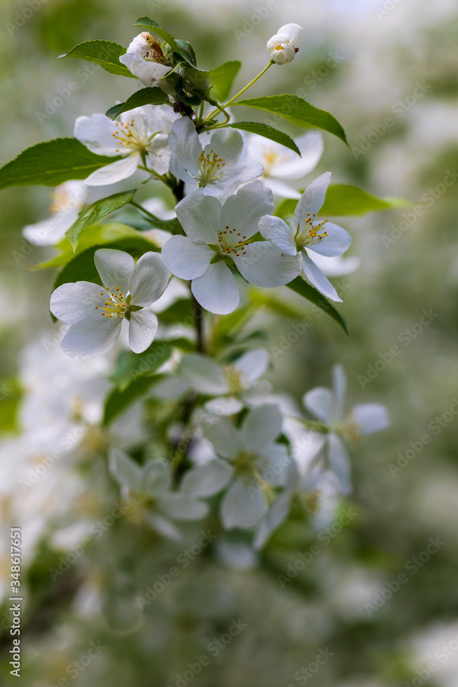 Apple tree flowers on sunny spring day.