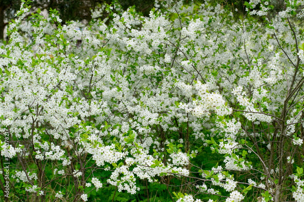 Lush blossom of apple trees in May Lush blossom of apple trees in May