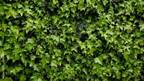 Ivy, hedera helix, evergreen climber. Background, texture, close-up 